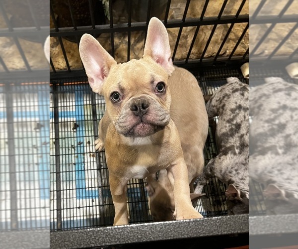 Medium Photo #1 French Bulldog Puppy For Sale in CARSON, CA, USA