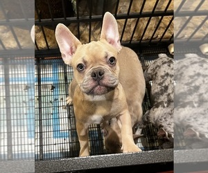 French Bulldog Puppy for Sale in CARSON, California USA