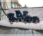 Small Photo #3 German Shepherd Dog Puppy For Sale in CURTISS, WI, USA