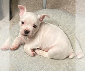 French Bulldog-Rat Terrier Mix Puppy for sale in GRAHAM, WA, USA