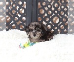 Small #1 Poochon