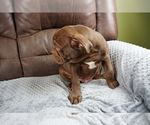 Small Photo #3 Olde English Bulldogge Puppy For Sale in MURRAY, KY, USA
