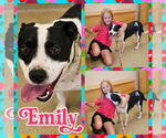 Small #3 American Pit Bull Terrier-American Staffordshire Terrier Mix