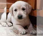 Small #2 Labrador Retriever