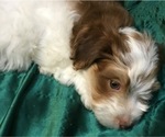 Small Photo #29 Havanese Puppy For Sale in FENTON, MO, USA