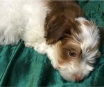 Small #28 Havanese