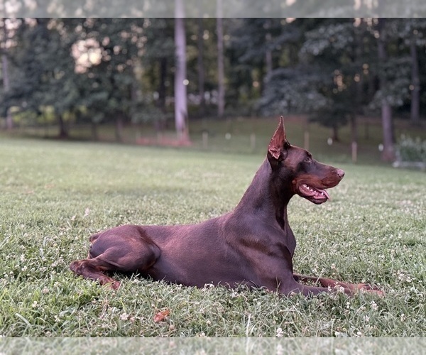 Medium Photo #5 Doberman Pinscher Puppy For Sale in NEWTON, NC, USA