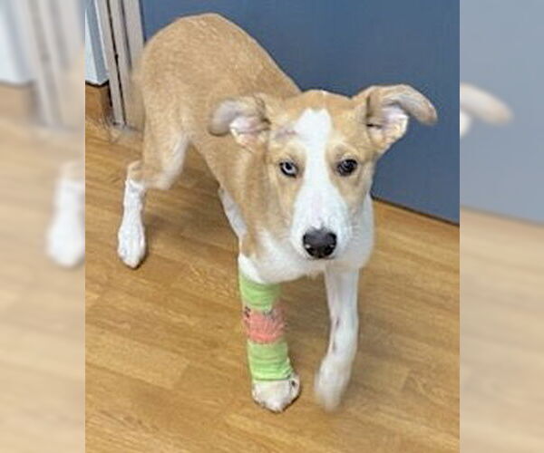 Medium Photo #1 Labrador Retriever-Plott Hound Mix Puppy For Sale in Mount Airy, NC, USA