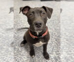 Small Mutt