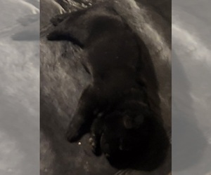 Medium German Shepherd Dog