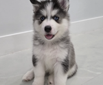Puppy 1 Alaskan Malamute-Pomsky Mix
