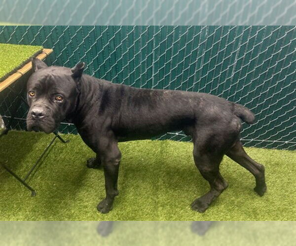 Medium Photo #1 Mutt Puppy For Sale in Downey, CA, USA