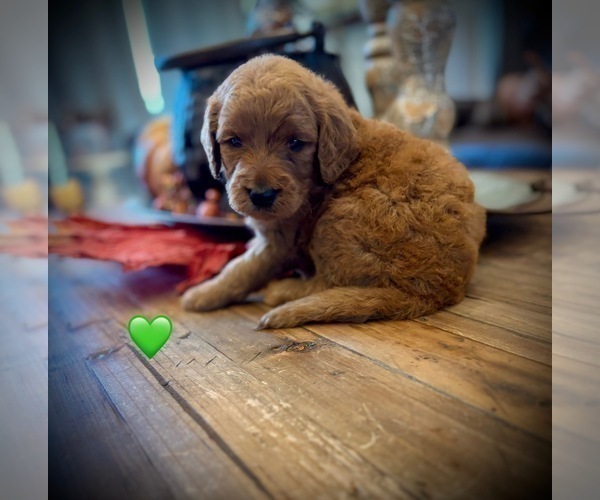 Medium Photo #3 Goldendoodle (Miniature) Puppy For Sale in SAINT JAMES, MO, USA