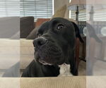 Small #15 American Staffordshire Terrier Mix
