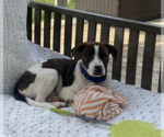 Small #2 Mutt