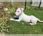 Small #2 Mutt