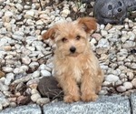 Small #13 Yo-Chon