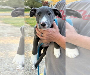 American Pit Bull Terrier-Labrador Retriever Mix Dogs for adoption in Clarkston, MI, USA