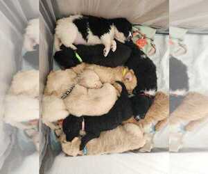 Goldendoodle Litter for sale in GRANDY, NC, USA