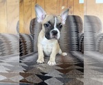 Theo - Male Faux Frenchbo Bulldog Puppy for Sale - Small photo