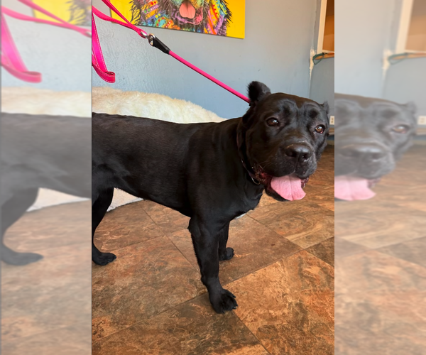 Medium Photo #9 Mutt Puppy For Sale in Goodyear, AZ, USA