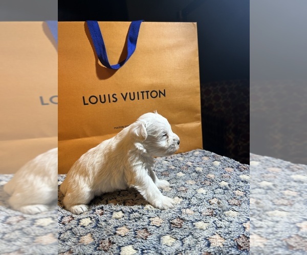 Medium Photo #4 Schnauzer (Miniature) Puppy For Sale in HOUSTON, TX, USA