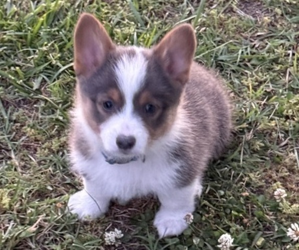 Medium Photo #1 American Corgi Puppy For Sale in PRYOR, OK, USA