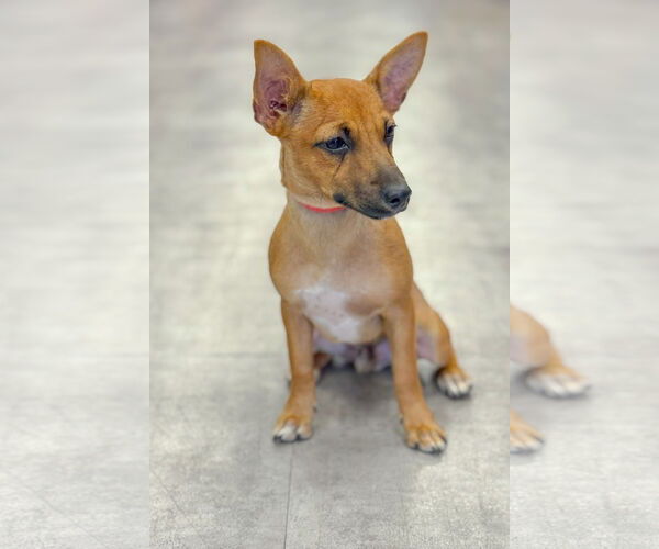Medium Photo #3 Mutt Puppy For Sale in PIPE CREEK, TX, USA