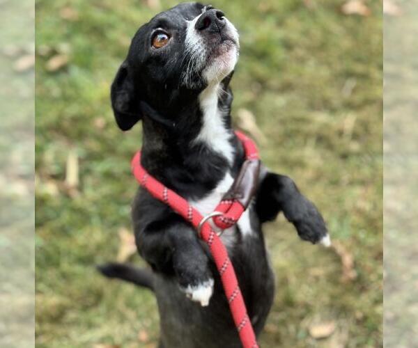 Medium Photo #3 Chiweenie Puppy For Sale in Yardley, PA, USA