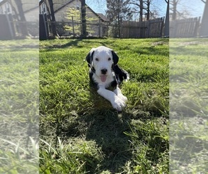 Medium Great Dane-Sheepadoodle Mix