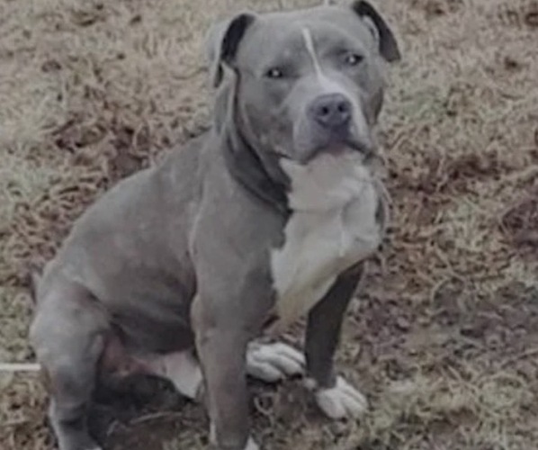 Medium Photo #1 American Pit Bull Terrier Puppy For Sale in TRENTON, NJ, USA