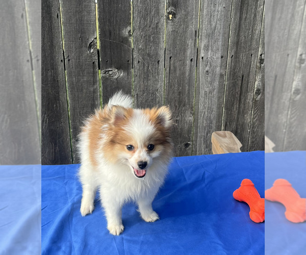 Medium Photo #3 Pomeranian Puppy For Sale in GREENWOOD, IN, USA