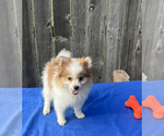 Small Photo #3 Pomeranian Puppy For Sale in GREENWOOD, IN, USA