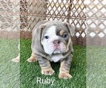 Small Photo #9 English Bulldog Puppy For Sale in RIVERSIDE, CA, USA