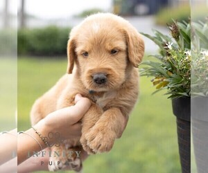 Labradoodle Puppy for sale in GAP, PA, USA