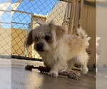 Small #1 Maltipoo (Miniature)
