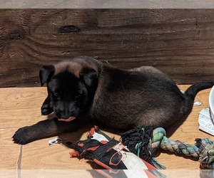 Belgian Malinois Puppy for sale in VIDOR, TX, USA