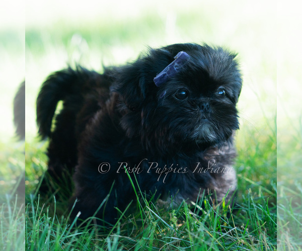 Medium Photo #2 Shih Tzu Puppy For Sale in WARSAW, IN, USA