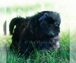 Small #1 Shih Tzu