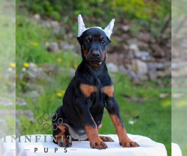 Medium Photo #3 Doberman Pinscher Puppy For Sale in NEWMANSTOWN, PA, USA