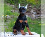 Small #2 Doberman Pinscher