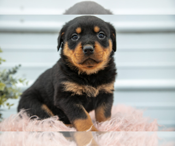Medium Photo #23 Rottweiler Puppy For Sale in BRYANT, IN, USA