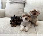 Small #3 Yorkshire Terrier