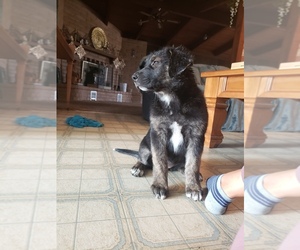 German Shepherd Dog-Siberian Husky Mix Puppy for sale in FRESNO, CA, USA