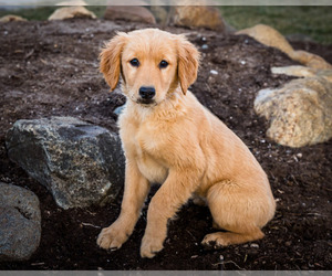 Golden Retriever Puppy for sale in WAKARUSA, IN, USA