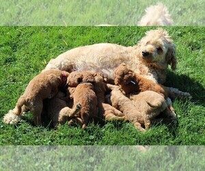 Mother of the Goldendoodle-Poodle (Standard) Mix puppies born on 07/07/2022