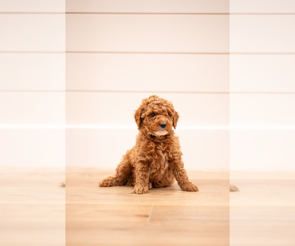 Medium Photo #1 Poodle (Miniature) Puppy For Sale in ASH GROVE, MO, USA