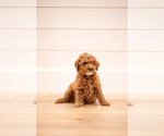 Puppy Dasher Poodle (Miniature)
