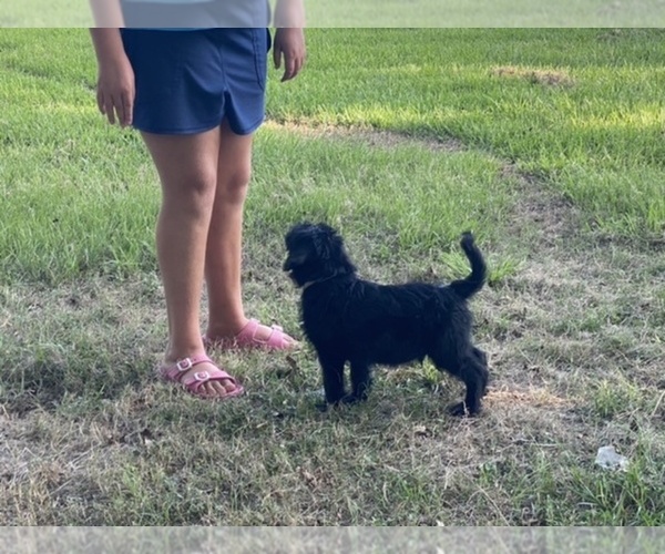 Medium Photo #2 Schnauzer (Giant) Puppy For Sale in CLEVELAND, TX, USA