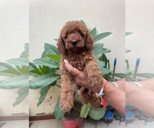 Poodle (Toy) Puppy for sale in Chandigarh, Chandigarh, India